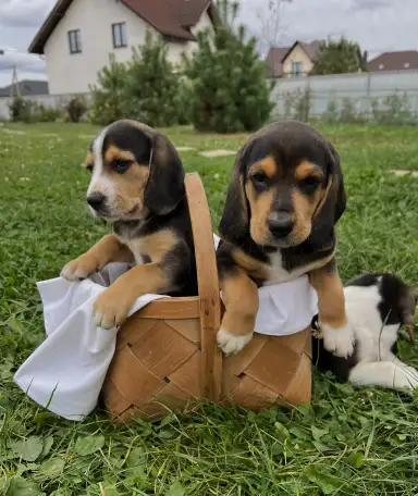 Продаются щенки эстонской гончей, фотография 1