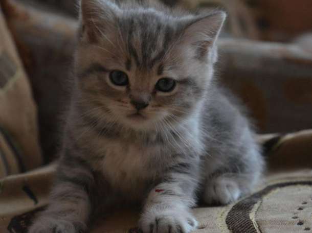 Британские котята, фотография 3