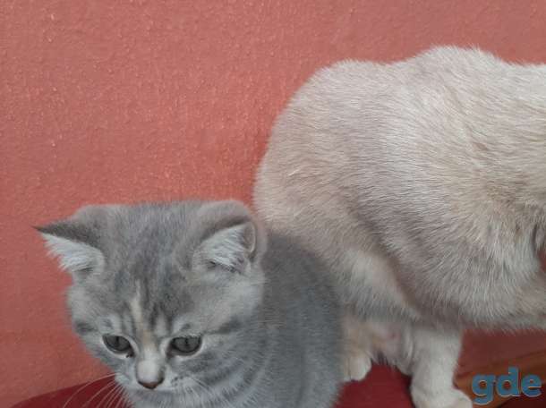 Продам котят, фотография 3