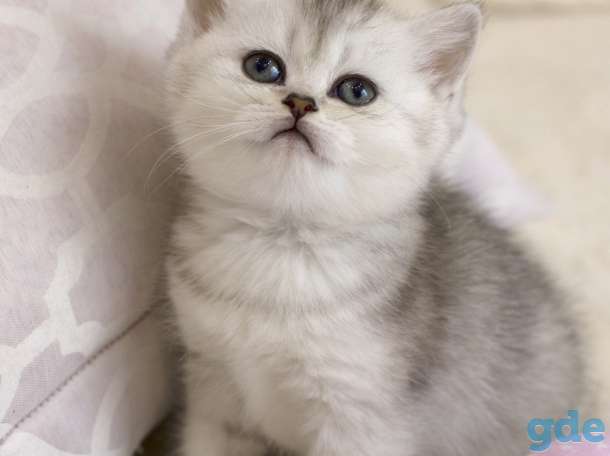 Продаются Шотландские котята, фотография 3