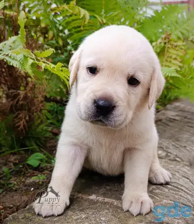 Щенки лабрадора (палевые) из питомника MercuryPuppy, фотография 2