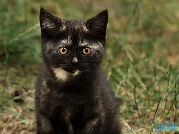 Британский котенок дымчатого окраса, фотография 4