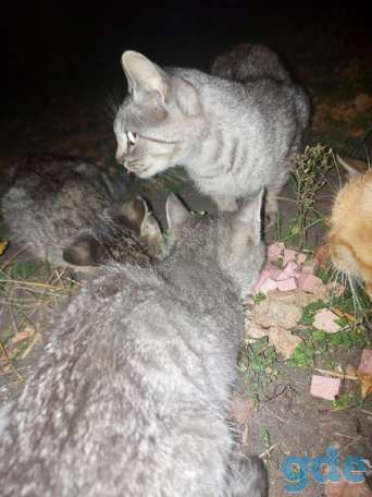 Котики ищут дом, фотография 2