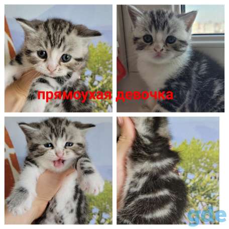 Шотландские котята, фотография 7