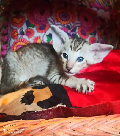 Ориентальная кошка, фотография 6