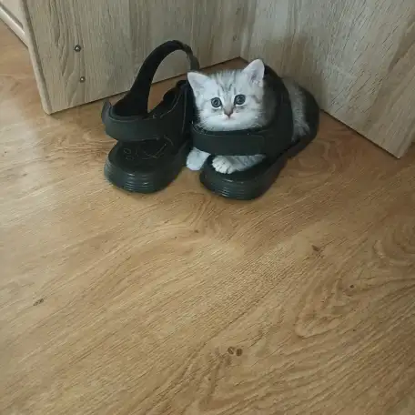 Шотландский котенок, фотография 4