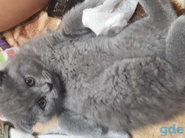 шотландские котята, фотография 1