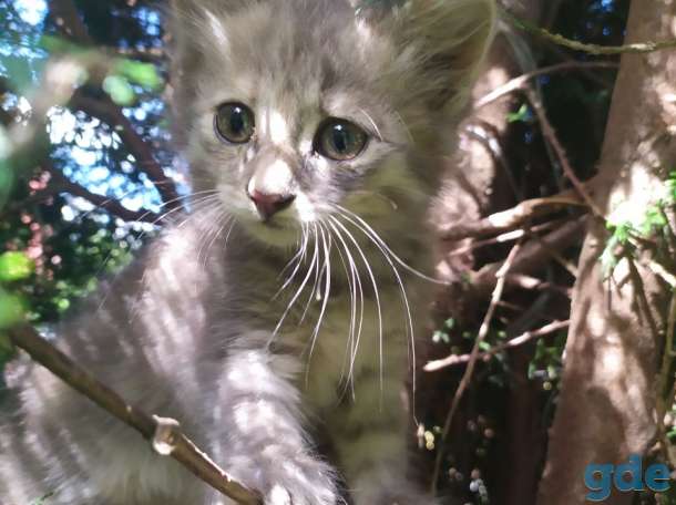 Отдам котят, фотография 2