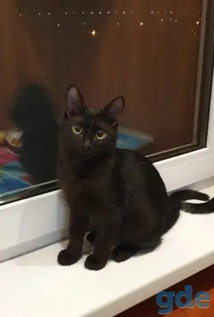 Котёнок мальчик с глазами полными удивления и большими ушами, фотография 1