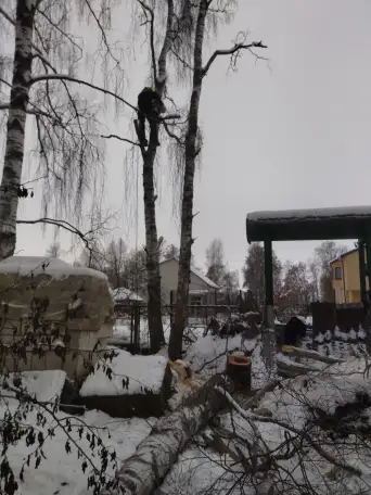 Удаление деревьев, фотография 2
