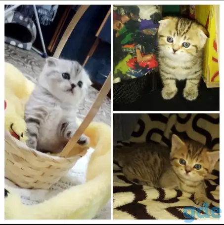 Продам шотландских котят, фотография 1