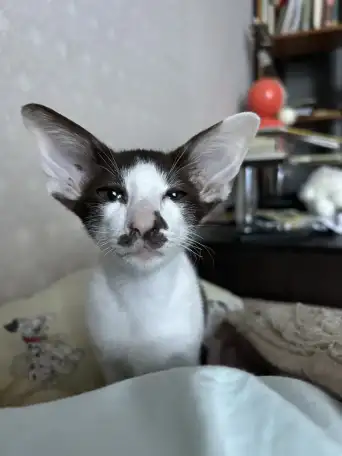 Ориентальные котята, ориенталы., фотография 1
