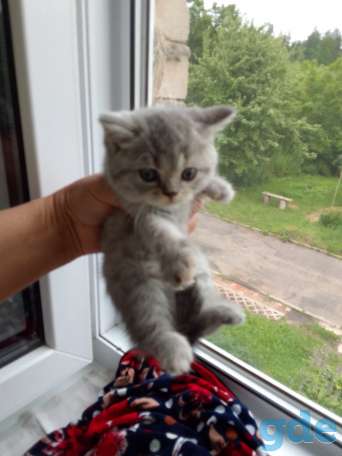 Шотландские котята, фотография 4