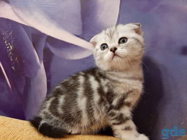 Шотландские котята, фотография 1