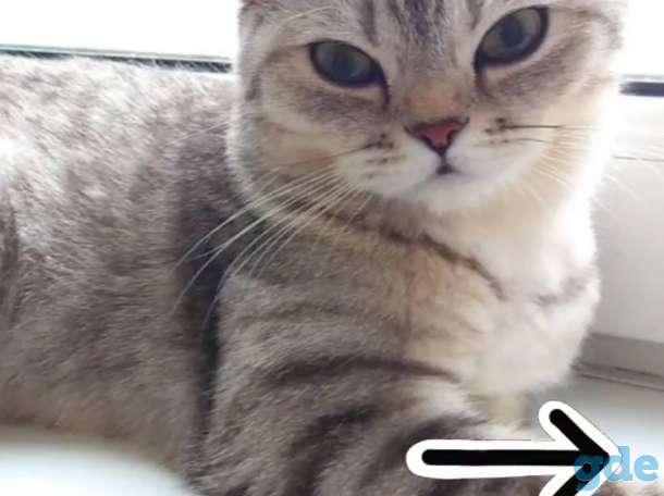 Шотландские котята, фотография 5