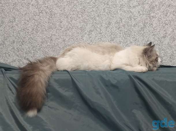 Невский маскарадный котенок, фотография 4