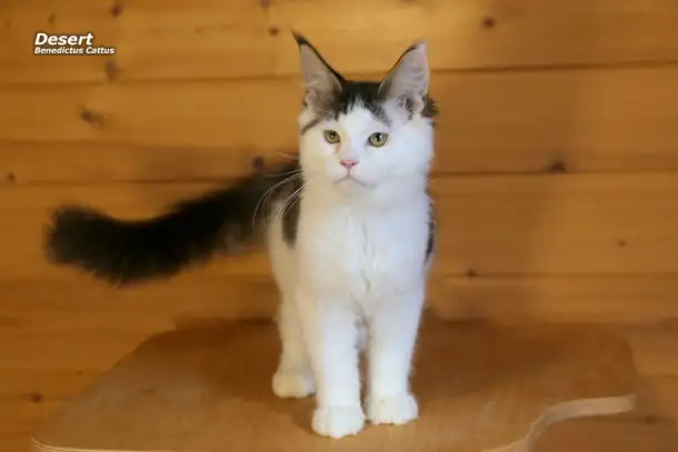 Мейн-кун котёнок  мальчик, фотография 4