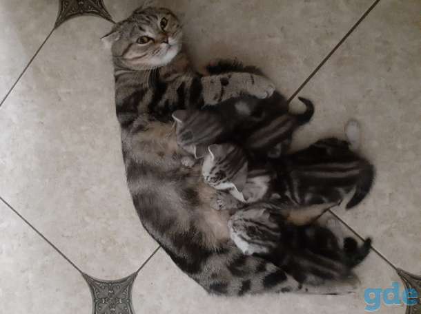 Шотландские котята, фотография 6