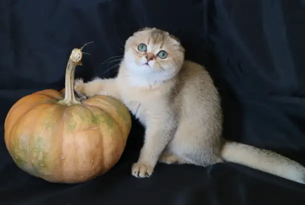 Шотландские котята, фотография 3