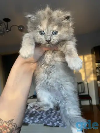 Котята шотландские, фотография 2