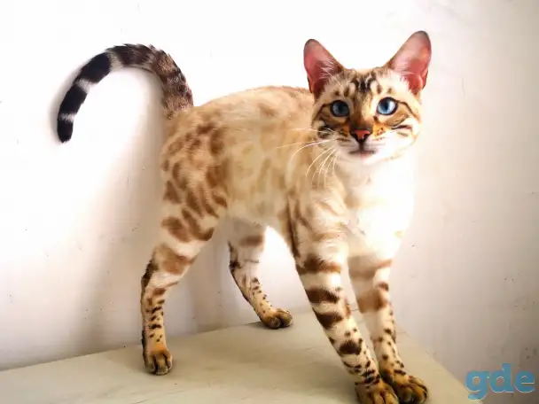 Бенгальские котята, фотография 5