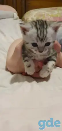 Шотландские котята, фотография 5