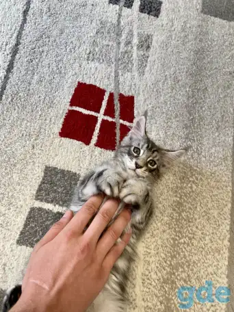 Котенок мейн кун, фотография 3