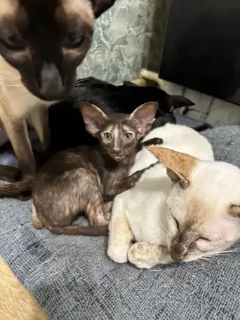 Ориентальные котята, фотография 2
