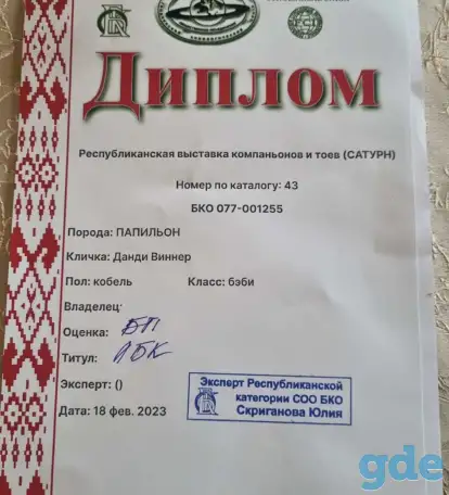 Щенки папильона, фотография 12