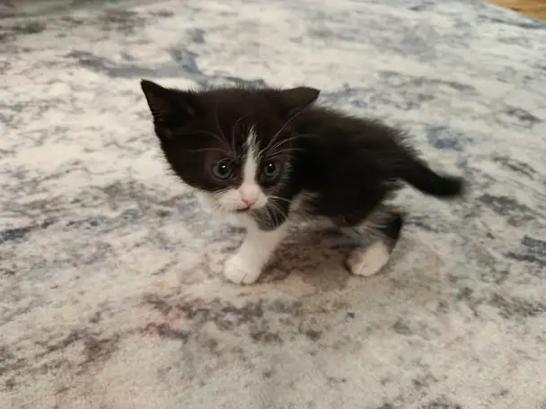 Котята в дар, фотография 5