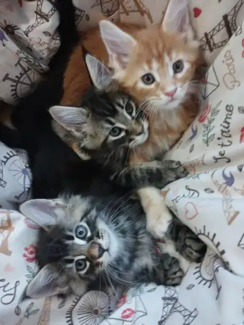 Котята породы Мейн-кун, фотография 10