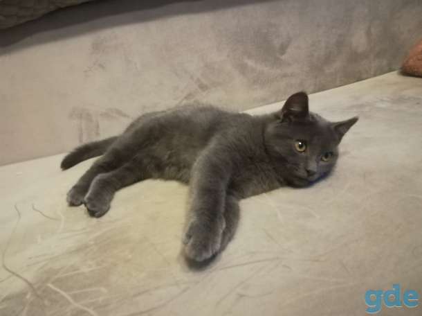 Кот в дар, фотография 8