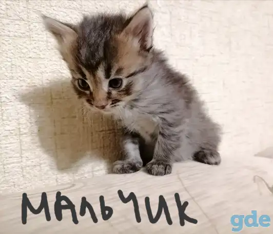 Котята, фотография 5
