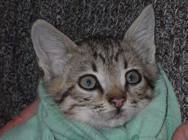 Котёнок в дар, фотография 2