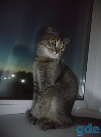 потерялся кот, фотография 1