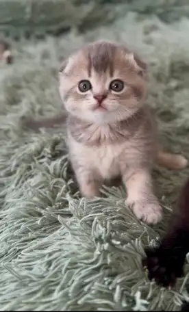 Шотландские котята, фотография 2