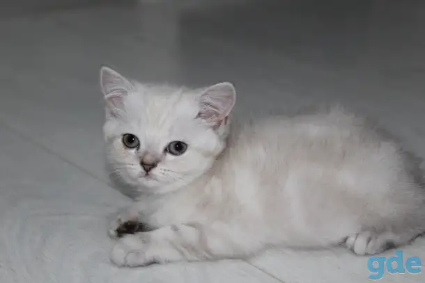 Шотландские котята, фотография 5