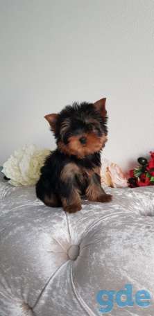 Йоркширский терьер супер мини. Девочка., фотография 1