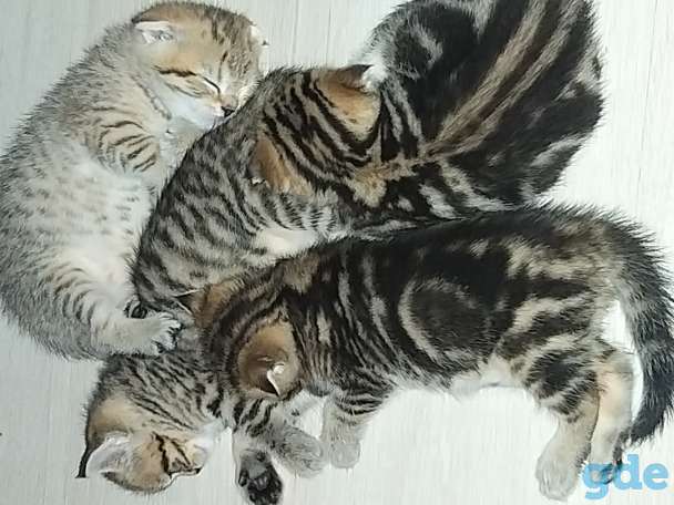 Продам шотландских вислоухих котят, фотография 11