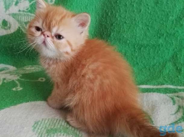 Котята плюшевые экзоты, фотография 7