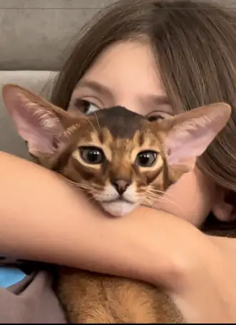 Абиссинские котята в Беларуси, фотография 10