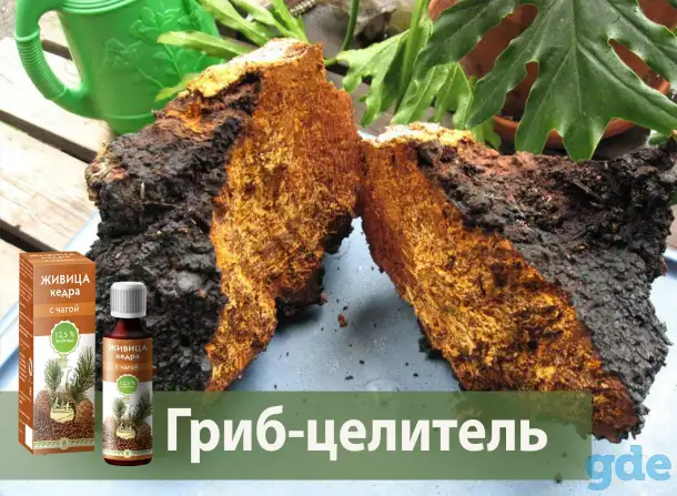 БЕРЕЗОВАЯ ЧАГА ГРИБ(лечебный чай) Доставка  Верхнедвинск и район., фотография 3
