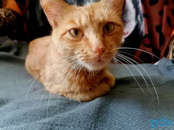 Котенок в дар, фотография 3
