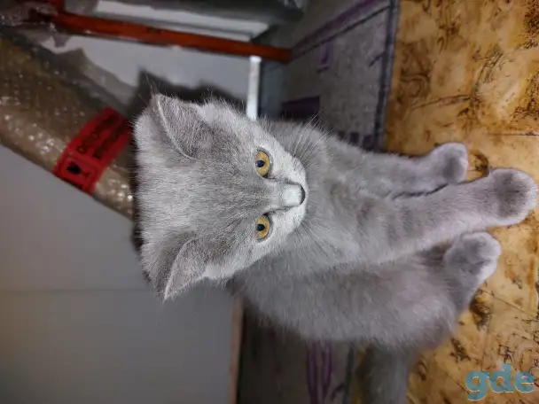 Британские котята, фотография 1