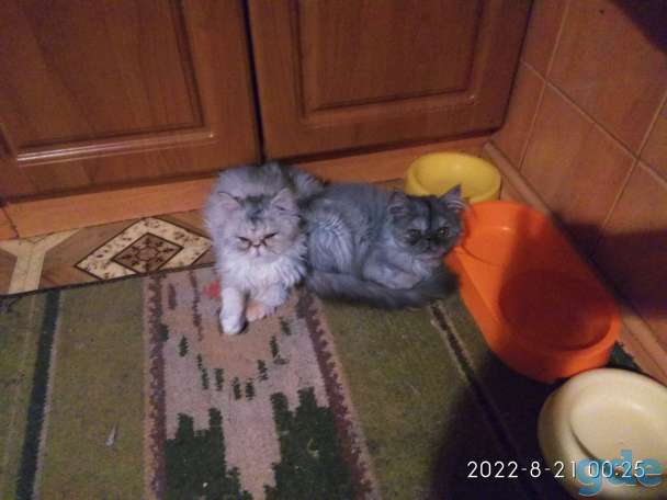 Персидские котята экстремального типа чистокровные.Персы.Котята., фотография 15
