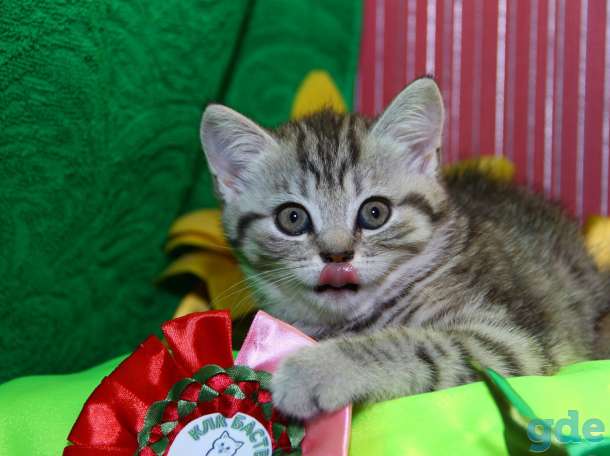 Котята золотые британцы, фотография 5