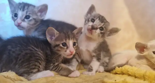 Ориентальные котята, фотография 2