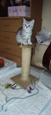 Шотландский котята, фотография 8
