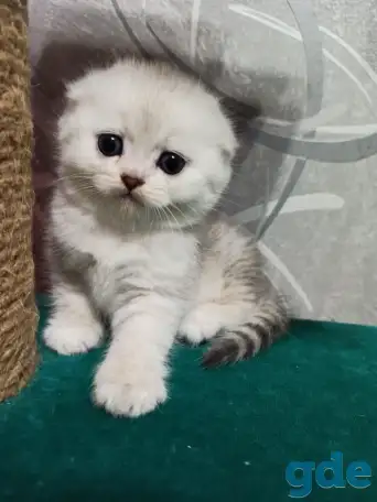 Шотландский котенок, фотография 1