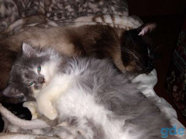 Котенок кошечка, фотография 1